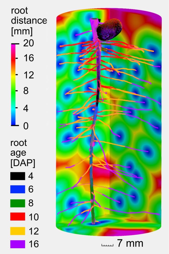 Root System 3D